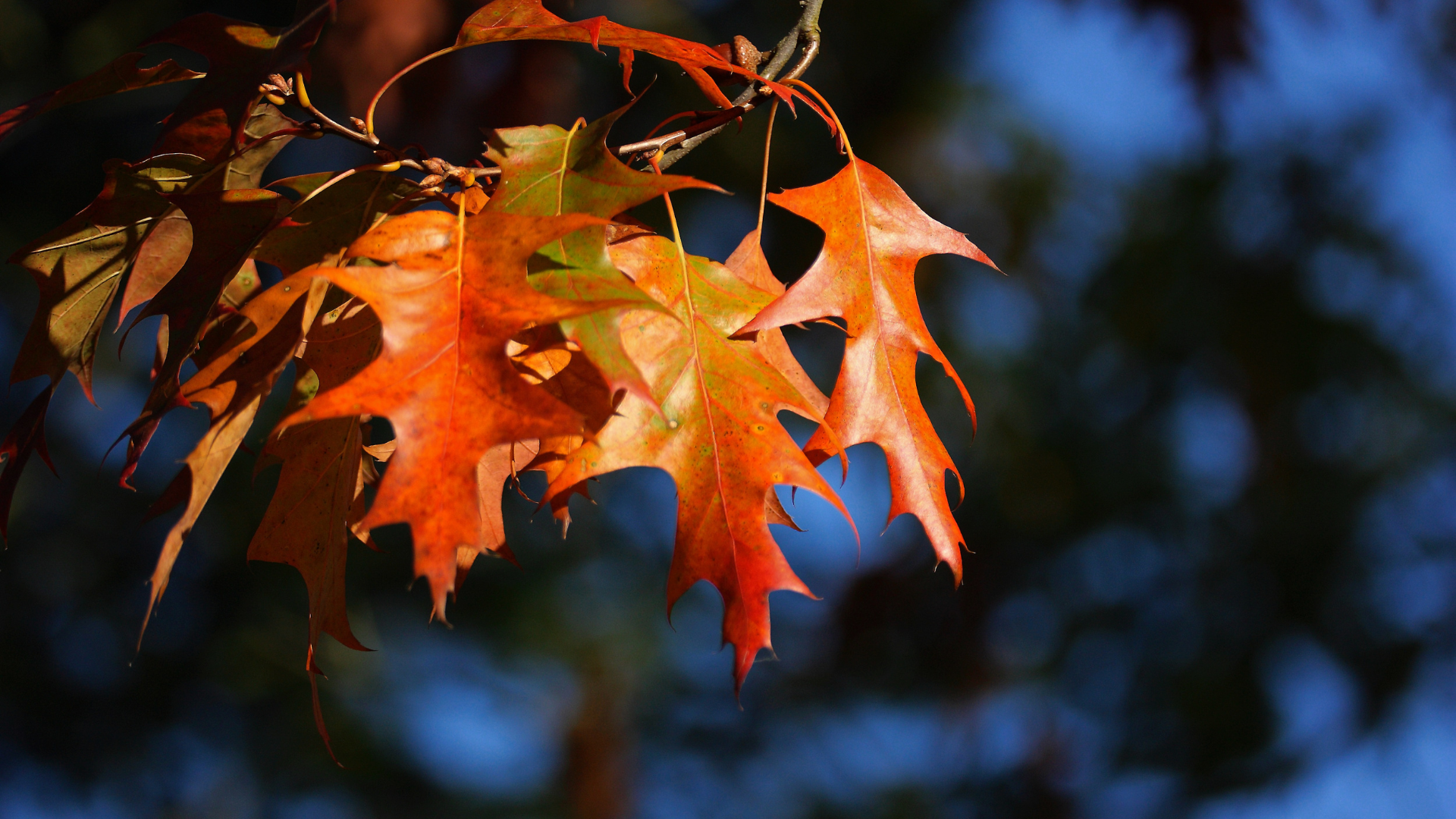 Fall Women’s Bible Study: James